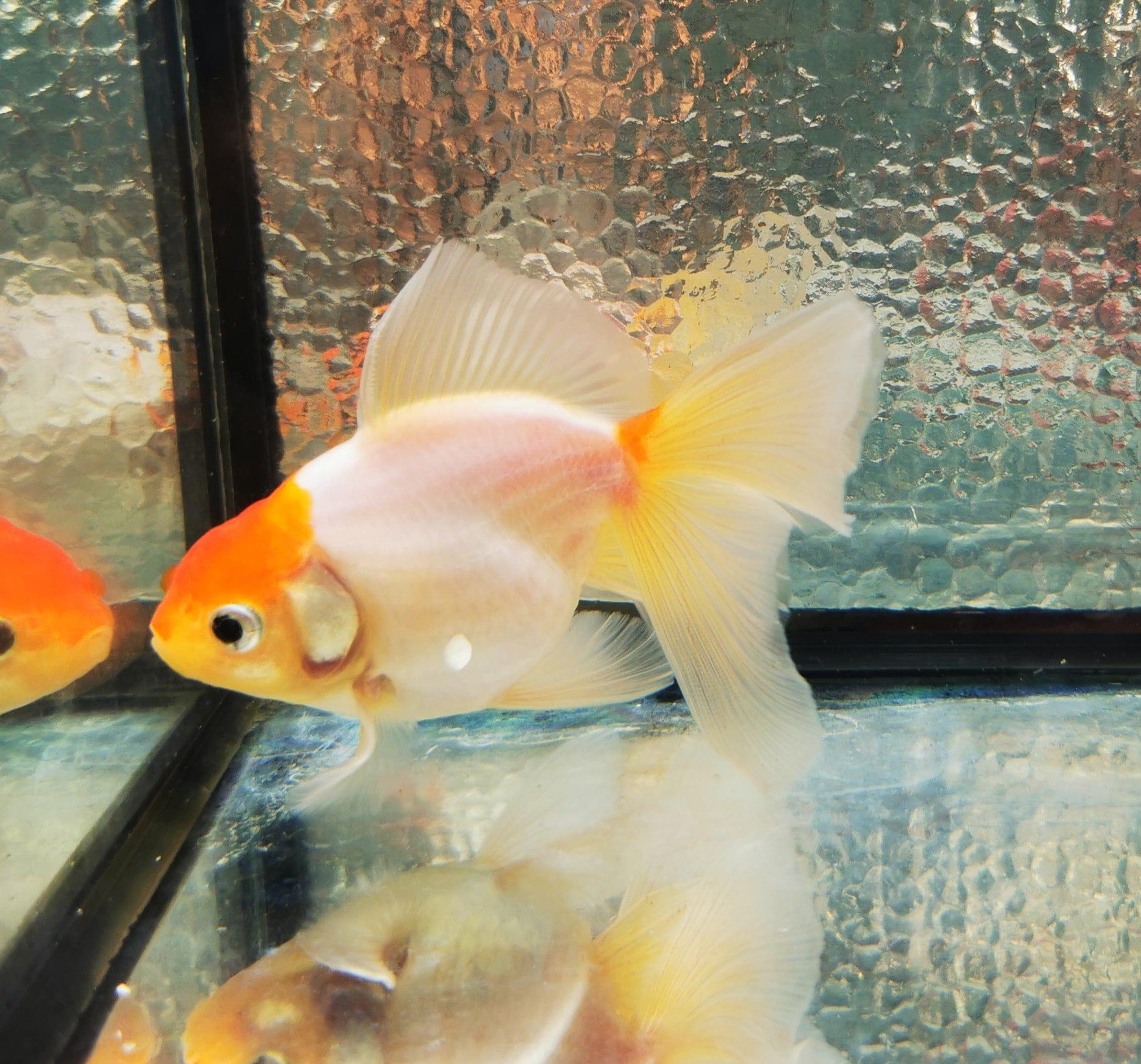 Paradise Tropicals LLC Sakura Sunset Orchidtail Oranda Goldfish WYSIWYG #11