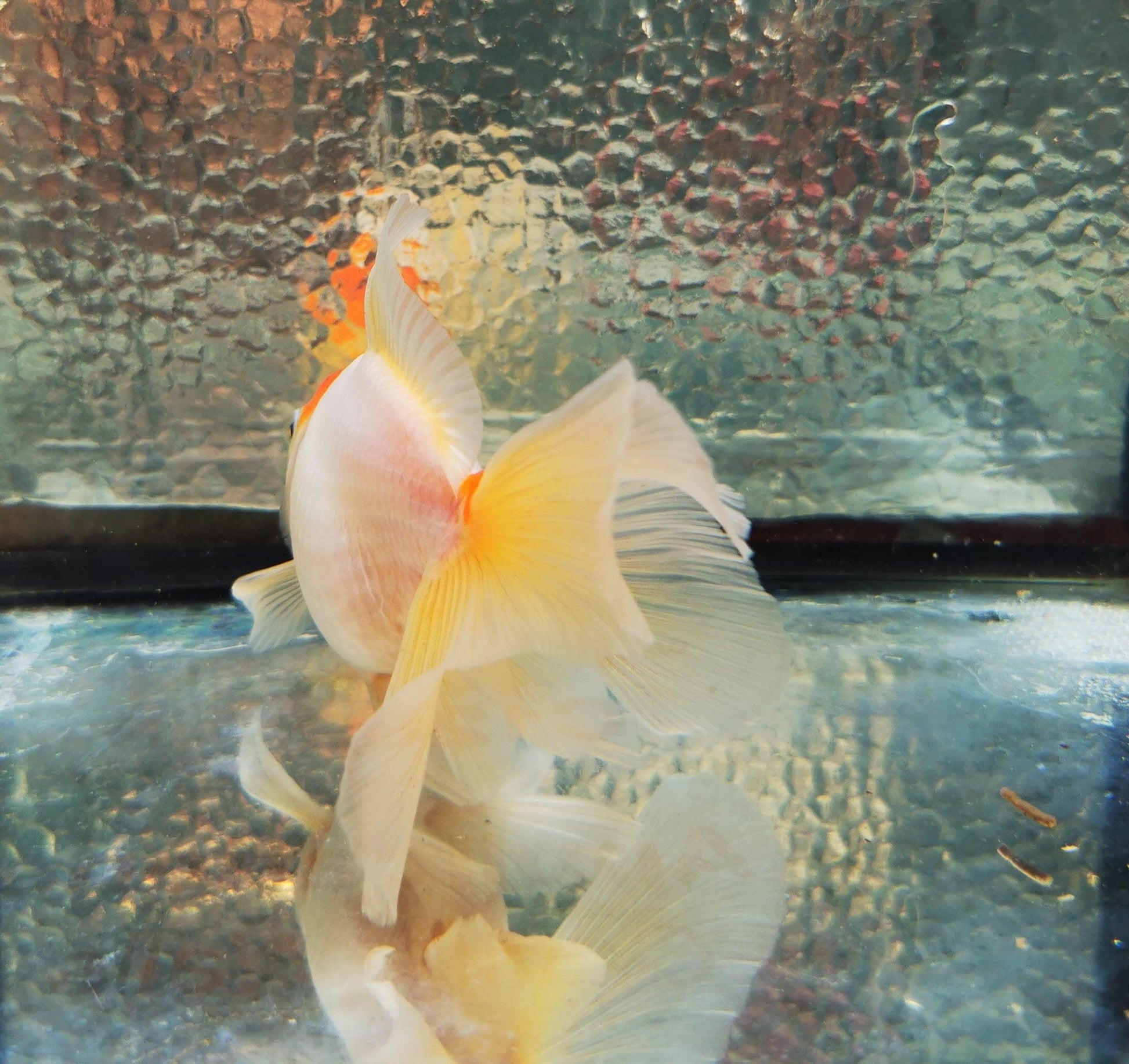 Paradise Tropicals LLC Sakura Sunset Orchidtail Oranda Goldfish WYSIWYG #11