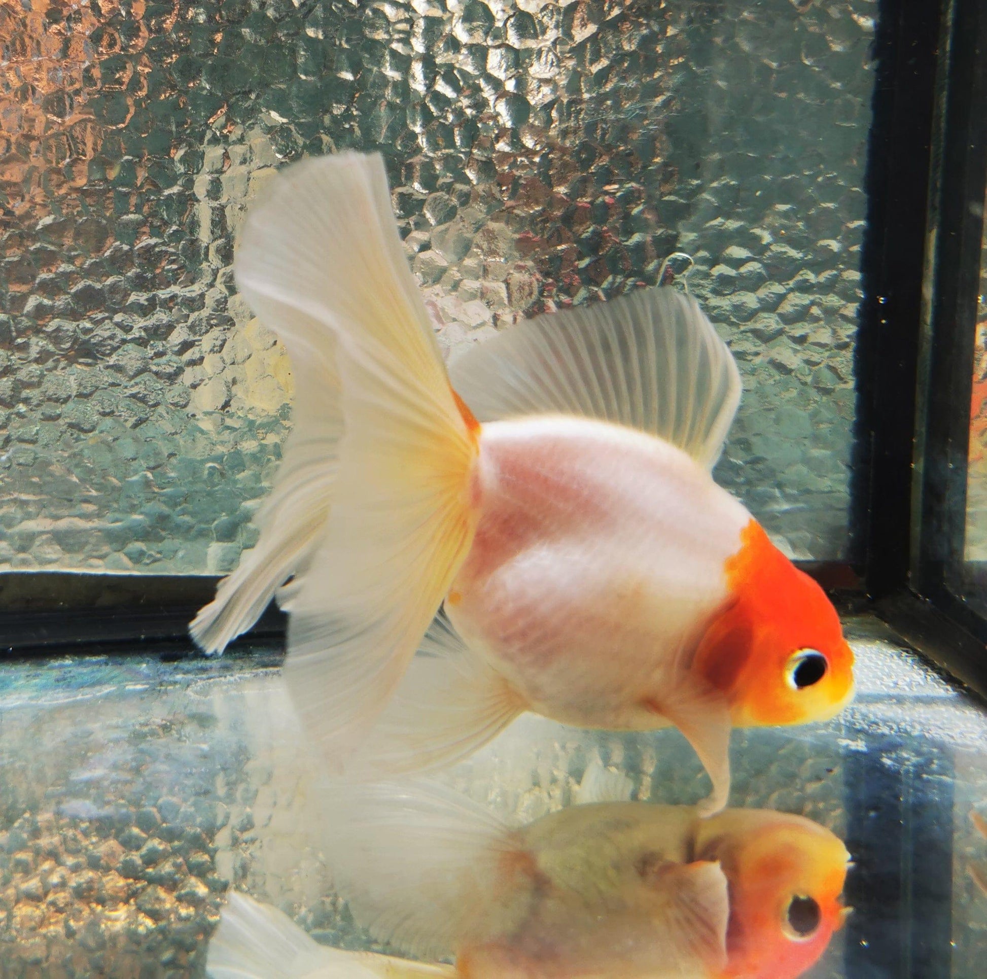 Paradise Tropicals LLC Sakura Sunset Orchidtail Oranda Goldfish WYSIWYG #11