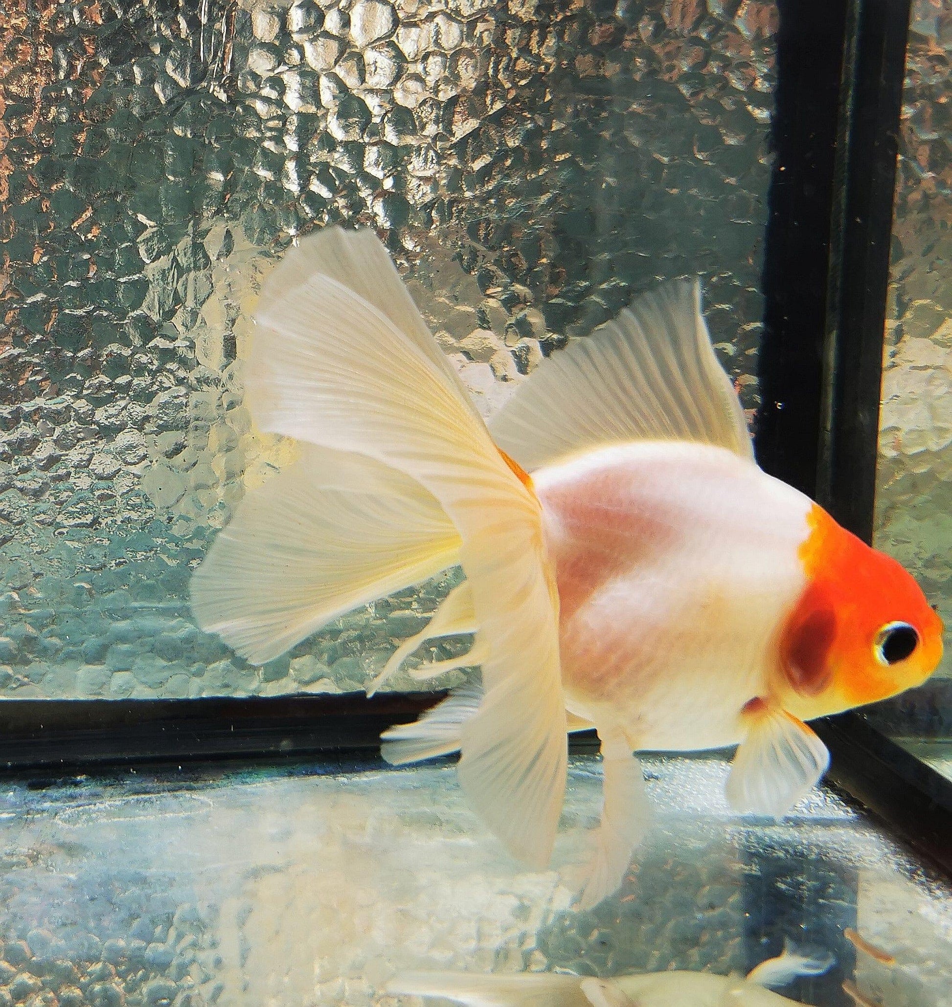 Paradise Tropicals LLC Sakura Sunset Orchidtail Oranda Goldfish WYSIWYG #11