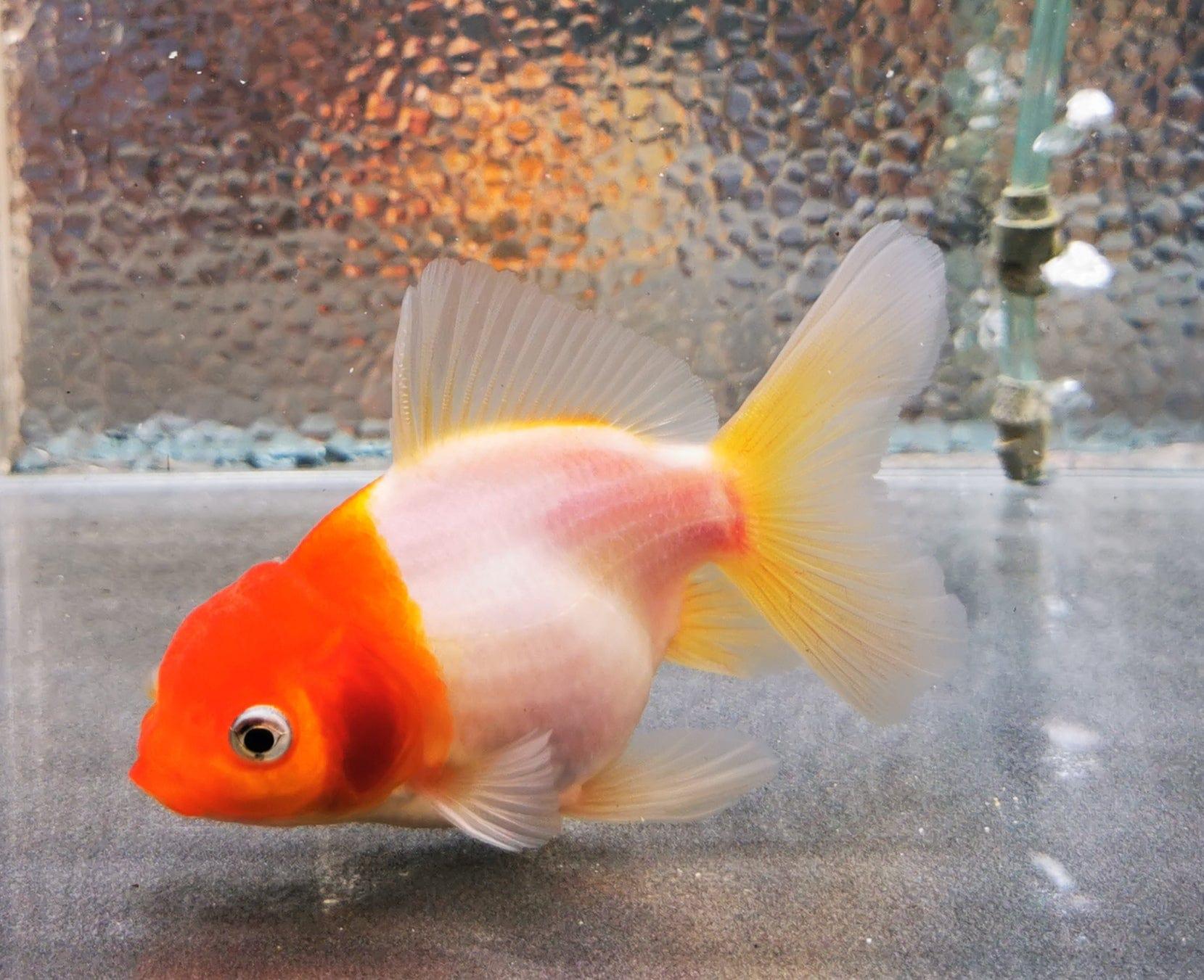 Paradise Tropicals LLC Sakura Sunset Orchidtail Oranda Goldfish WYSIWYG