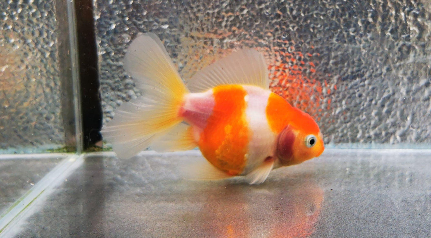 Paradise Tropicals LLC Sakura Sunset Orchidtail Oranda Goldfish WYSIWYG