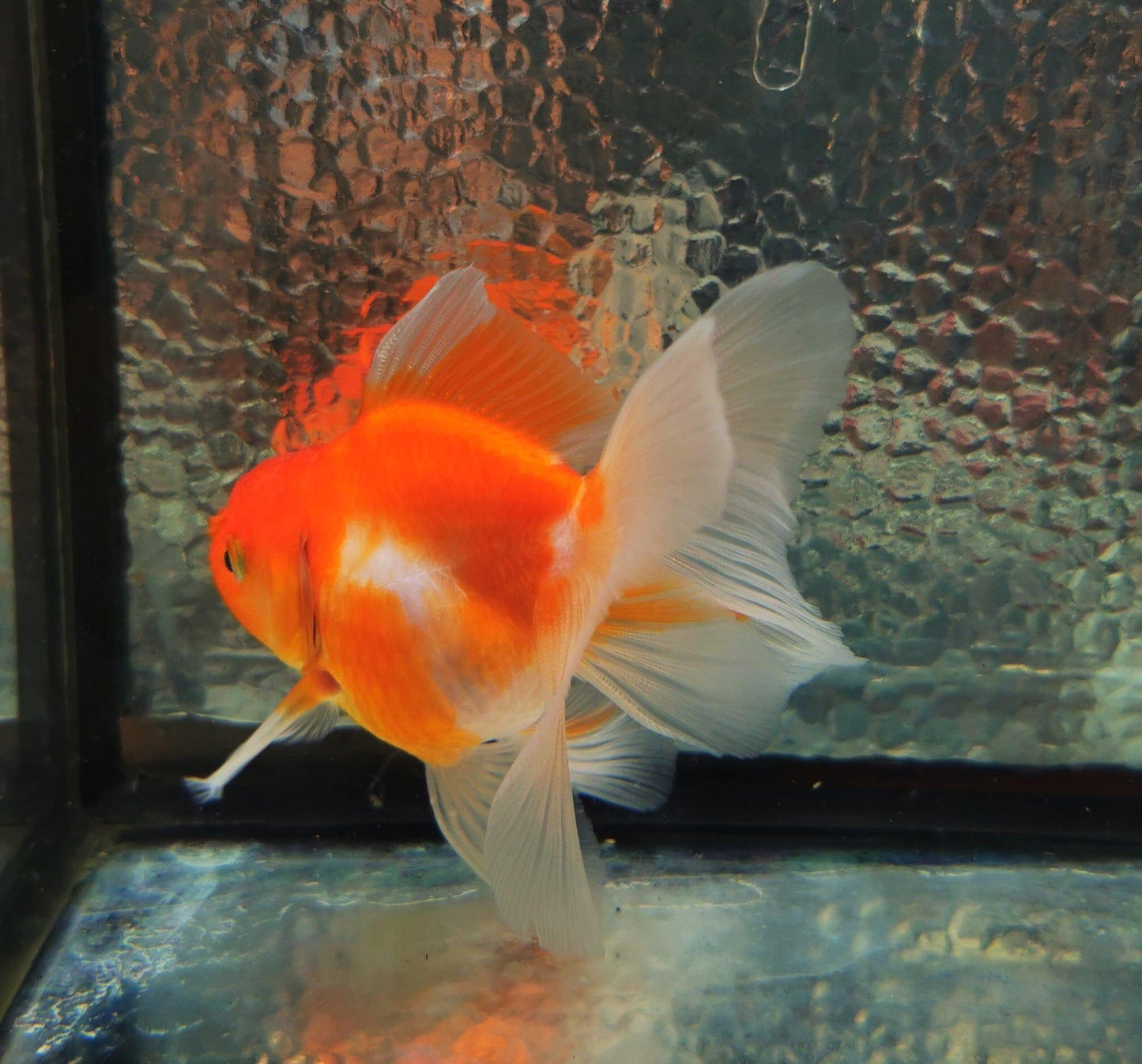 Paradise Tropicals LLC Sakura Sunset Orchidtail Oranda Goldfish WYSIWYG #10