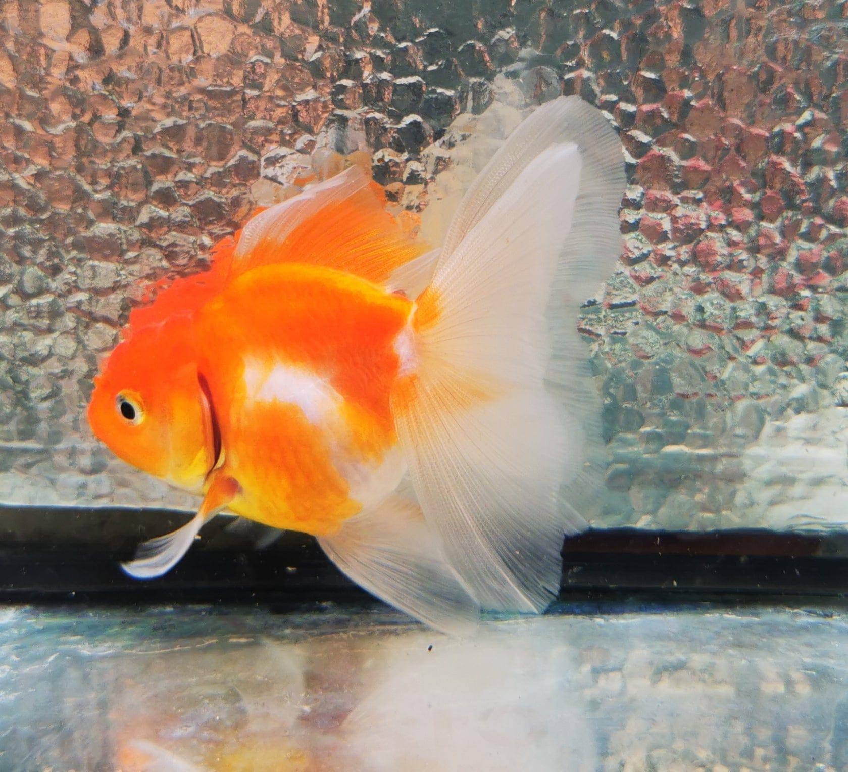 Paradise Tropicals LLC Sakura Sunset Orchidtail Oranda Goldfish WYSIWYG #10