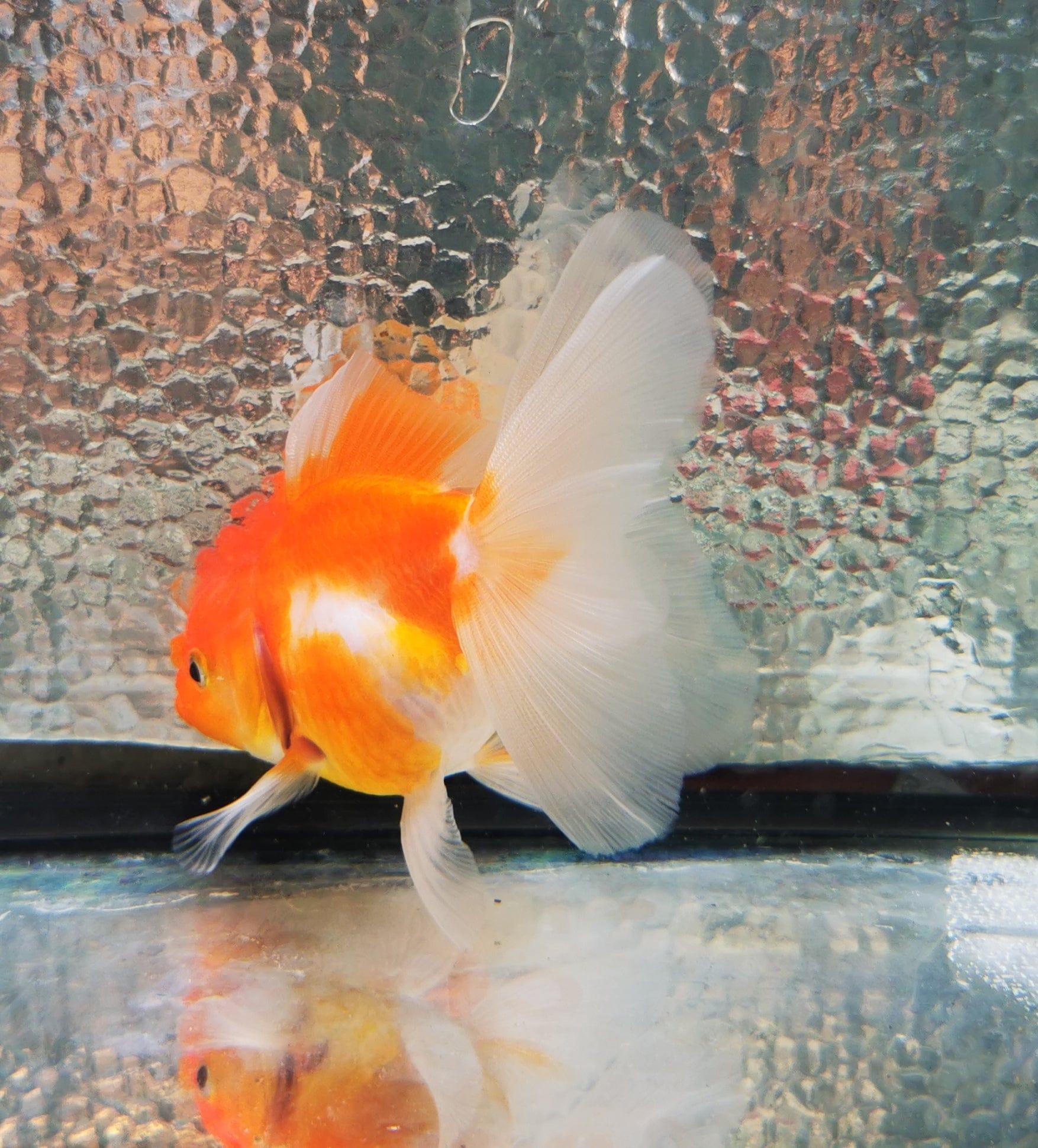 Paradise Tropicals LLC Sakura Sunset Orchidtail Oranda Goldfish WYSIWYG #10