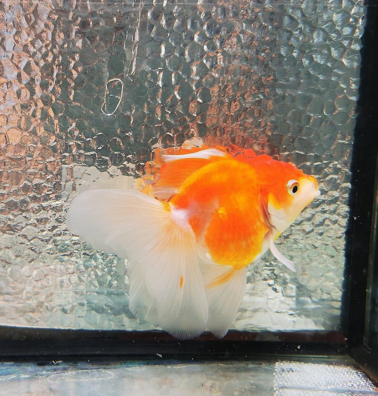 Paradise Tropicals LLC Sakura Sunset Orchidtail Oranda Goldfish WYSIWYG #10