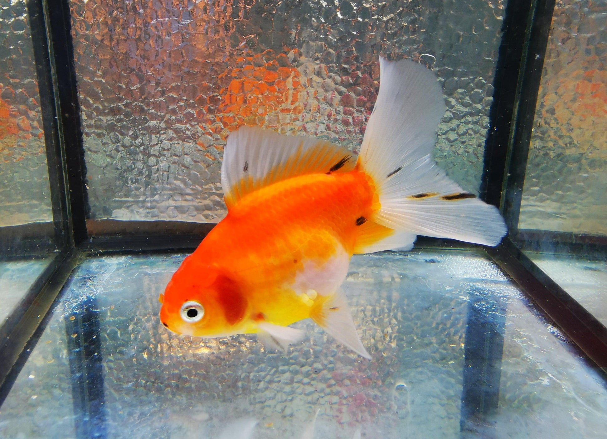 Paradise Tropicals LLC Sakura Sunset Orchidtail Oranda Goldfish WYSIWYG #12