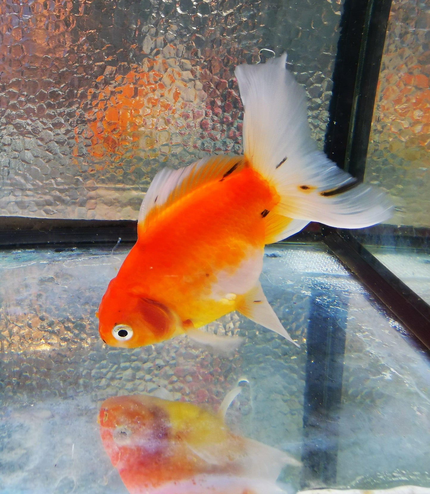 Paradise Tropicals LLC Sakura Sunset Orchidtail Oranda Goldfish WYSIWYG #12