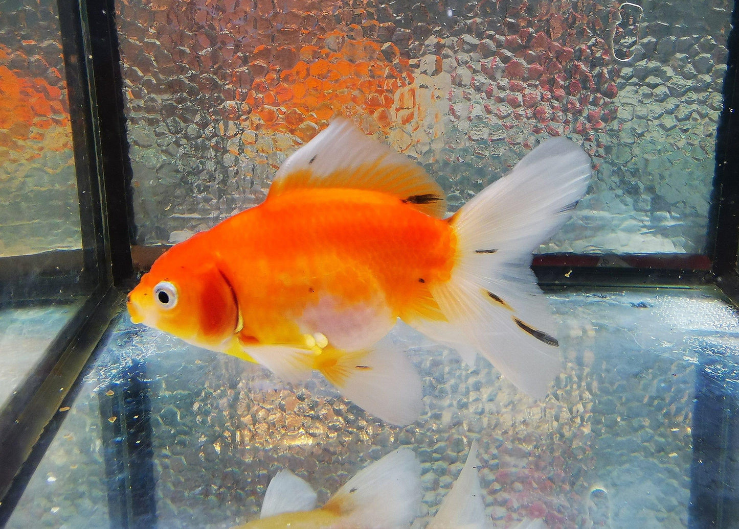 Paradise Tropicals LLC Sakura Sunset Orchidtail Oranda Goldfish WYSIWYG #12