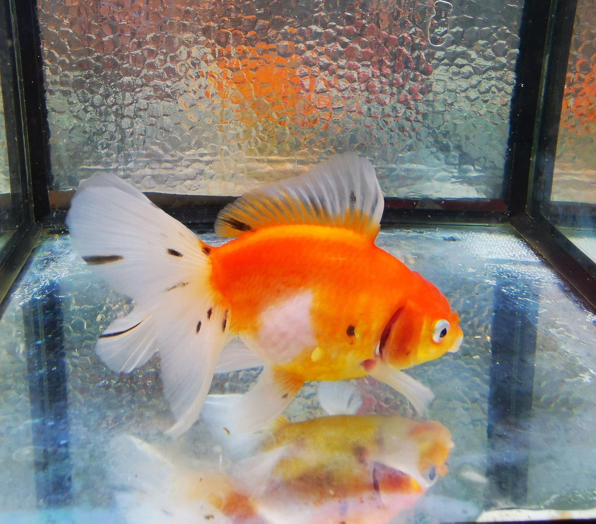 Paradise Tropicals LLC Sakura Sunset Orchidtail Oranda Goldfish WYSIWYG #12