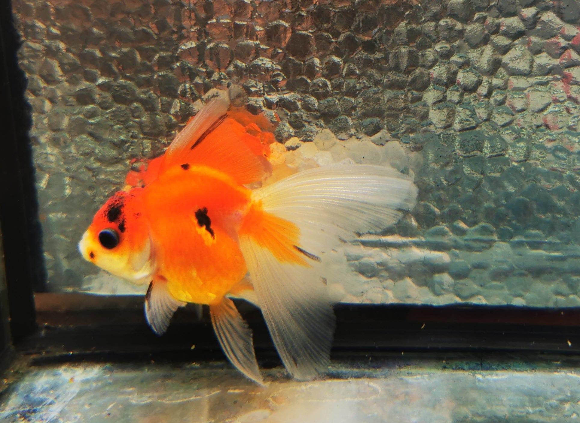 Paradise Tropicals LLC Sakura Sunset Orchidtail Oranda Goldfish WYSIWYG #13