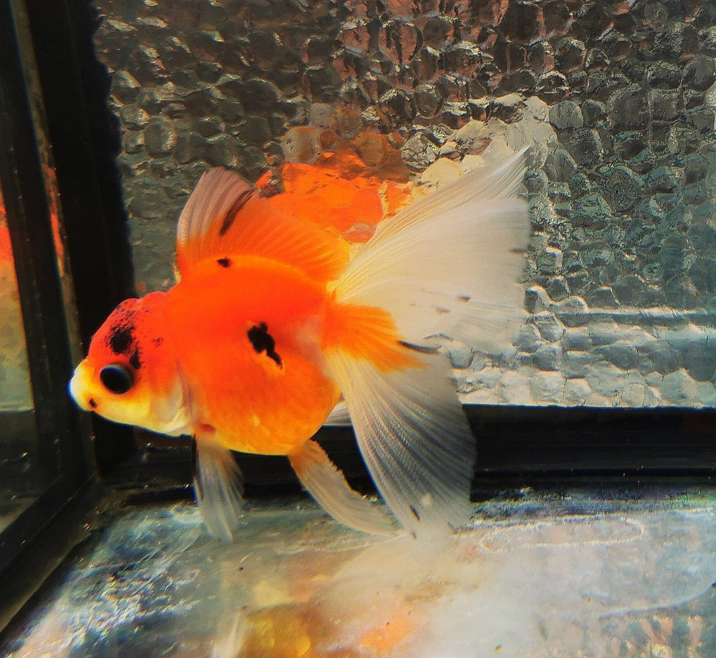 Paradise Tropicals LLC Sakura Sunset Orchidtail Oranda Goldfish WYSIWYG #13