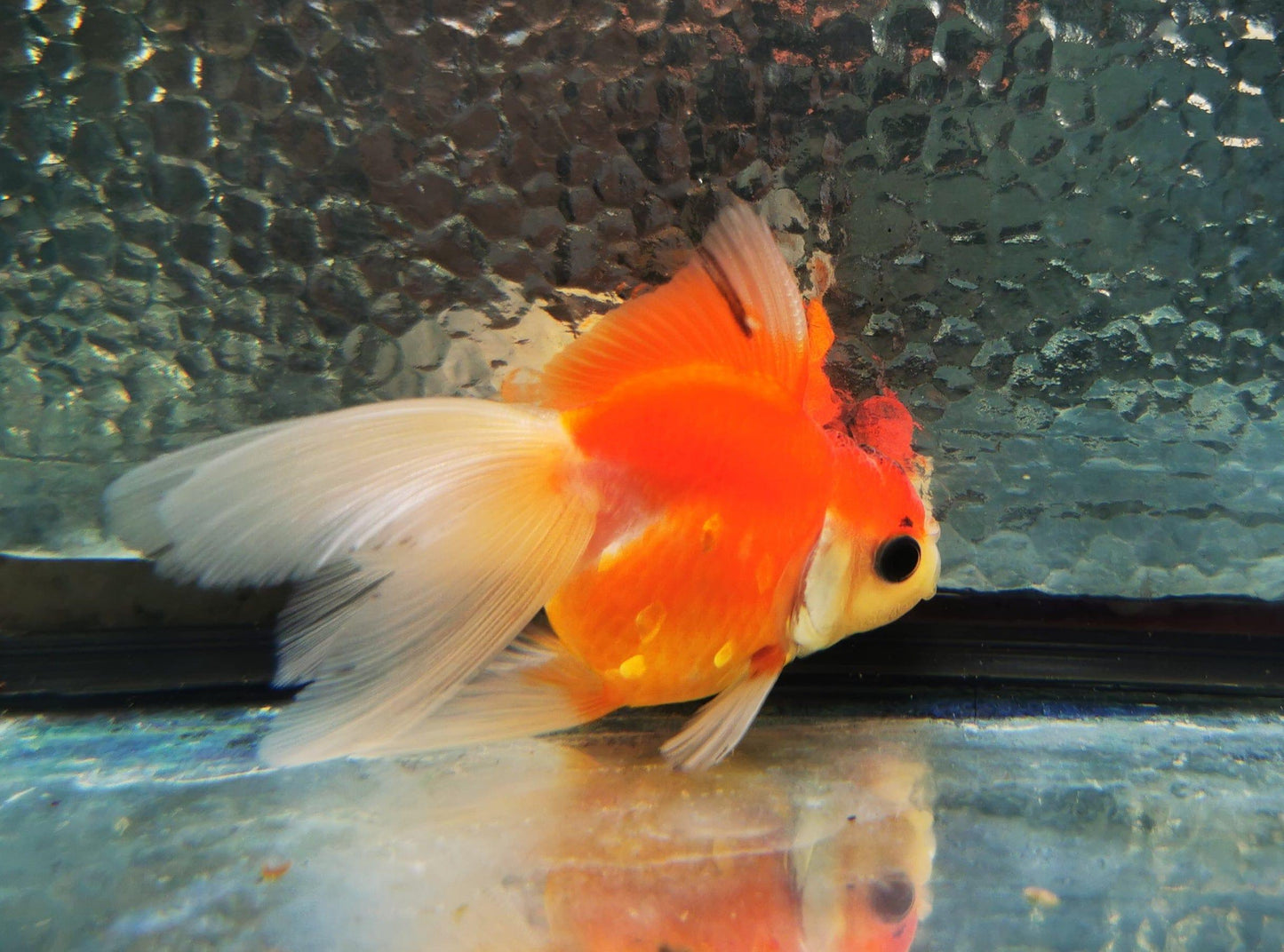 Paradise Tropicals LLC Sakura Sunset Orchidtail Oranda Goldfish WYSIWYG #13