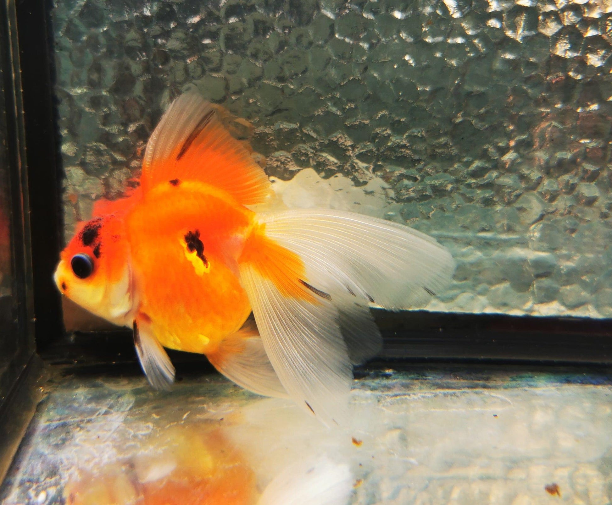 Paradise Tropicals LLC Sakura Sunset Orchidtail Oranda Goldfish WYSIWYG #13