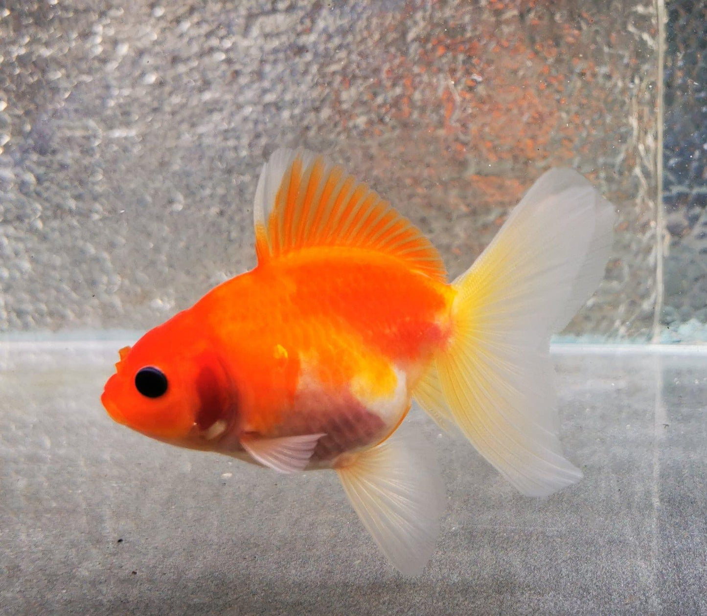 Paradise Tropicals LLC Sakura Sunset Orchidtail Oranda Goldfish WYSIWYG #2