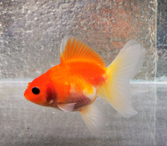 Paradise Tropicals LLC Sakura Sunset Orchidtail Oranda Goldfish WYSIWYG #2