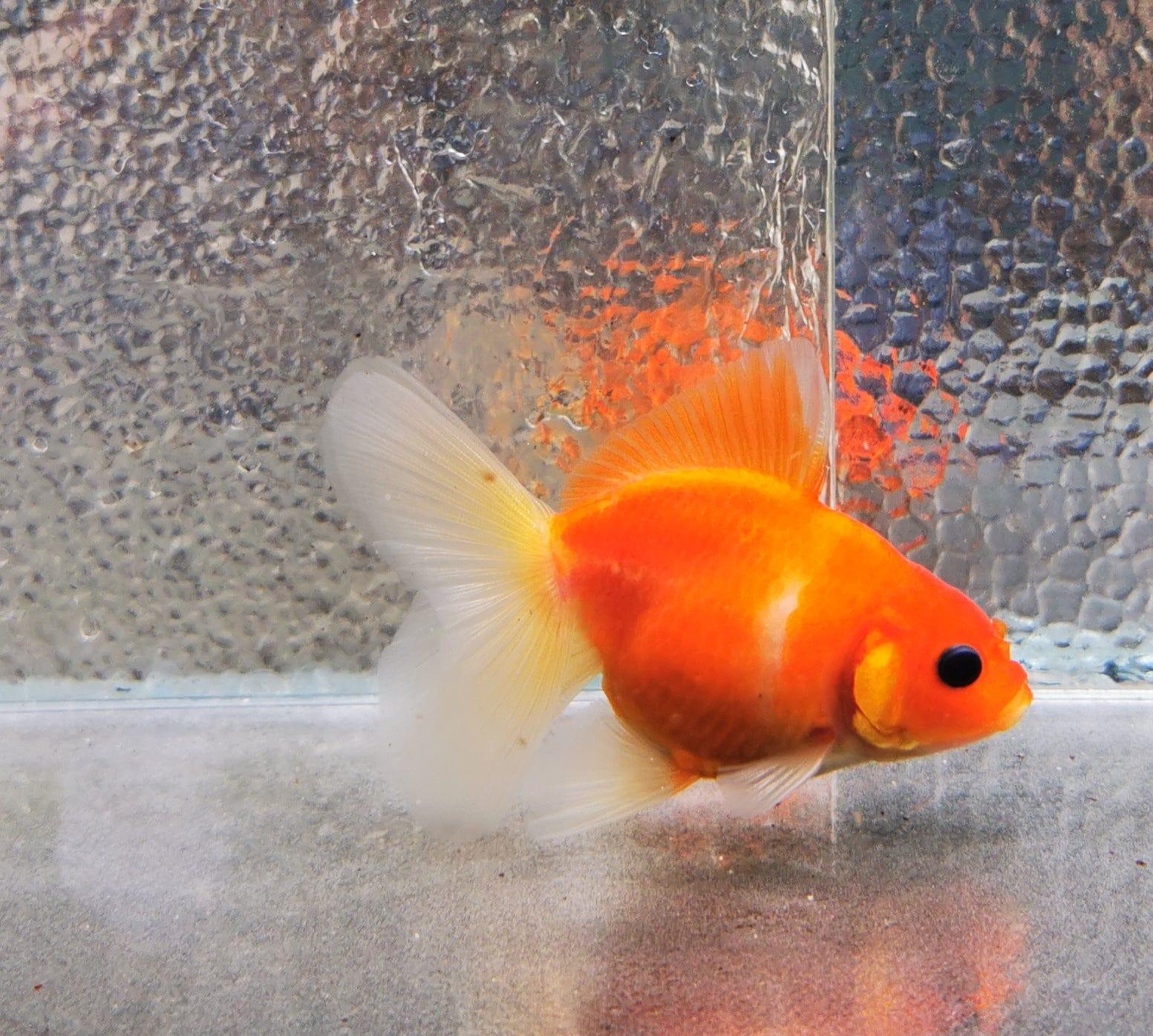 Paradise Tropicals LLC Sakura Sunset Orchidtail Oranda Goldfish WYSIWYG #2