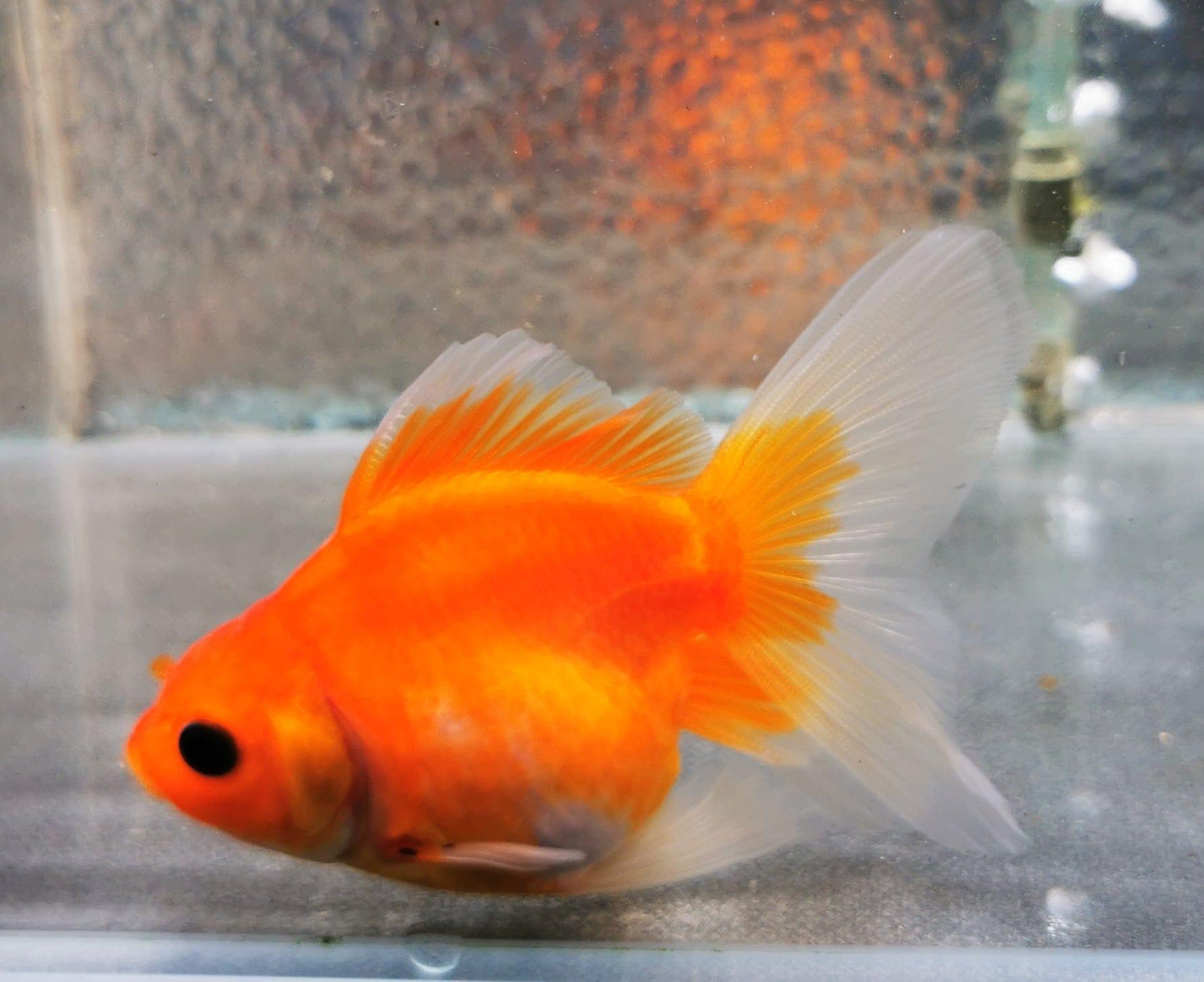 Paradise Tropicals LLC Sakura Sunset Orchidtail Oranda Goldfish WYSIWYG #3