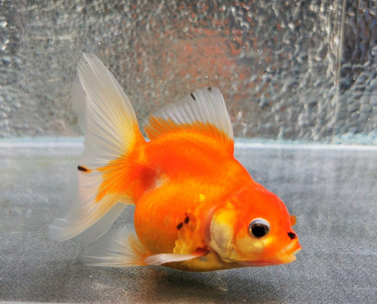 Paradise Tropicals LLC Sakura Sunset Orchidtail Oranda Goldfish WYSIWYG #4