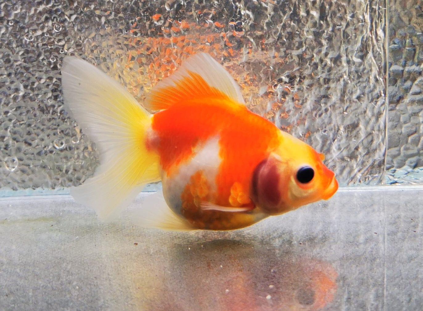 Paradise Tropicals LLC Sakura Sunset Orchidtail Oranda Goldfish WYSIWYG #5