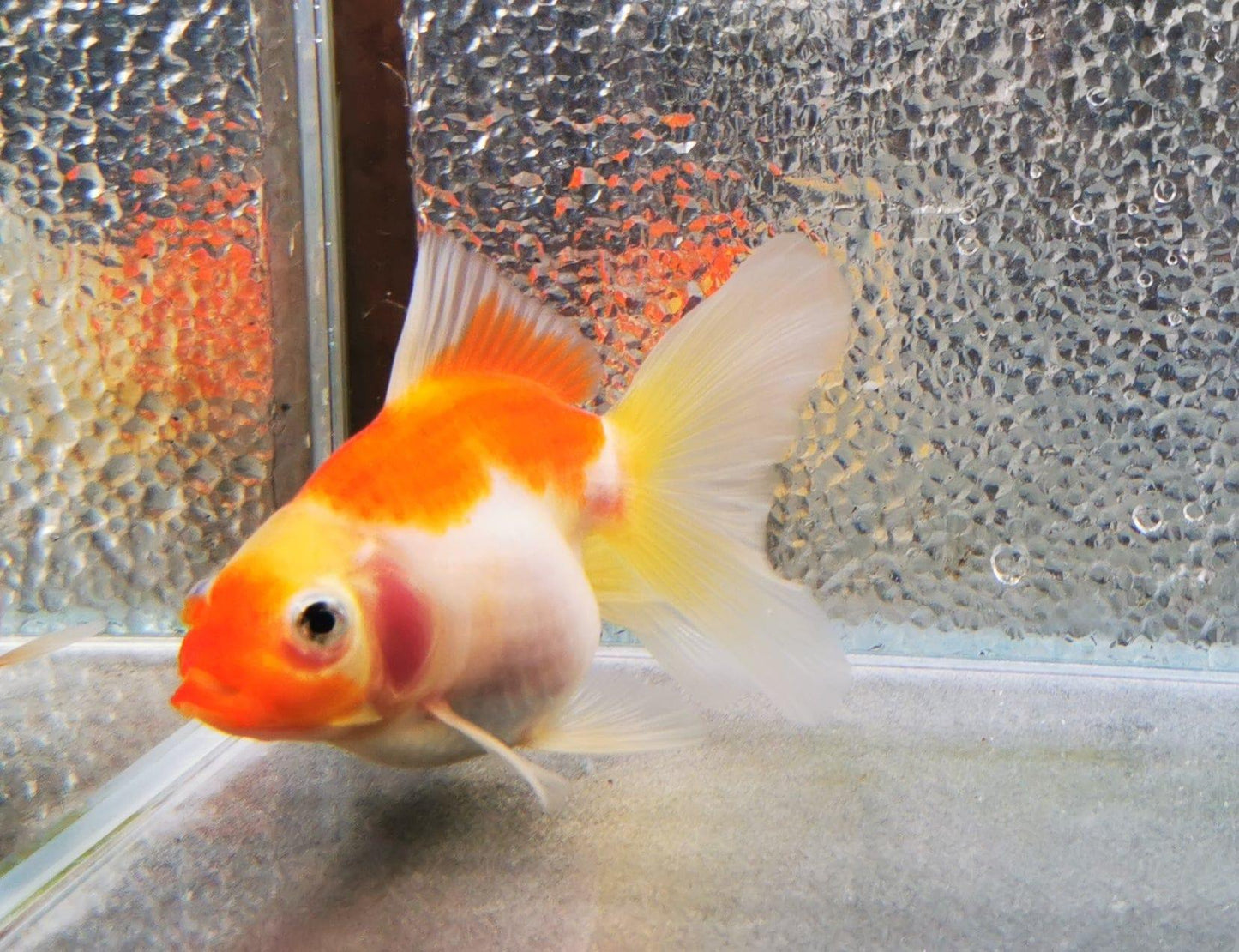 Paradise Tropicals LLC Sakura Sunset Orchidtail Oranda Goldfish WYSIWYG #5