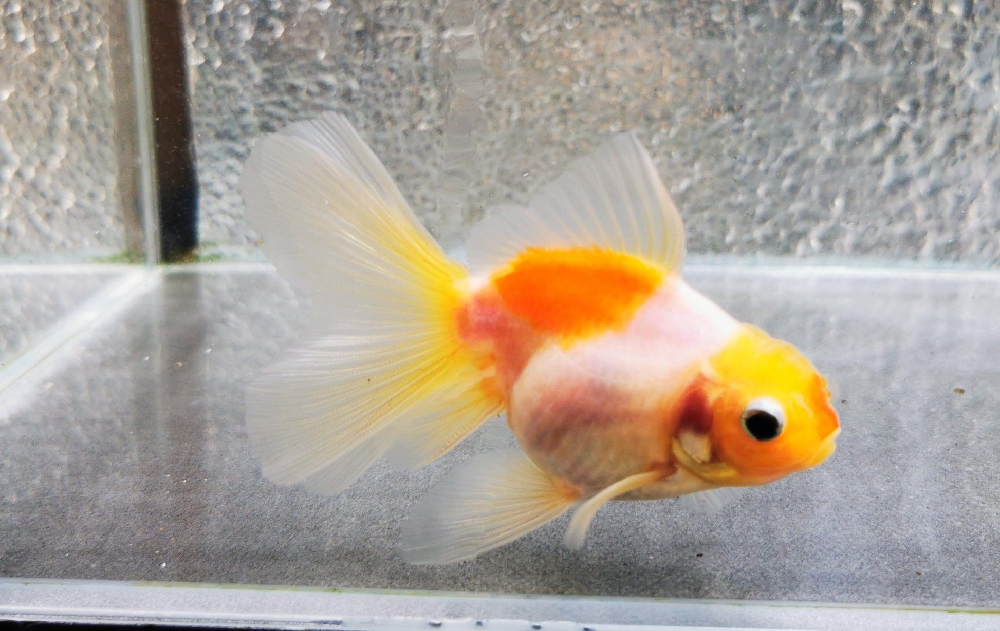 Paradise Tropicals LLC Sakura Sunset Orchidtail Oranda Goldfish WYSIWYG #6