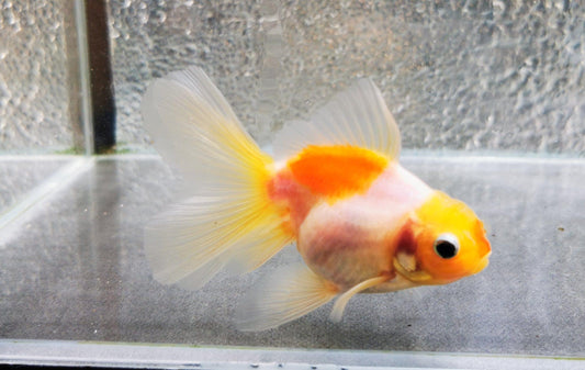 Paradise Tropicals LLC Sakura Sunset Orchidtail Oranda Goldfish WYSIWYG #6