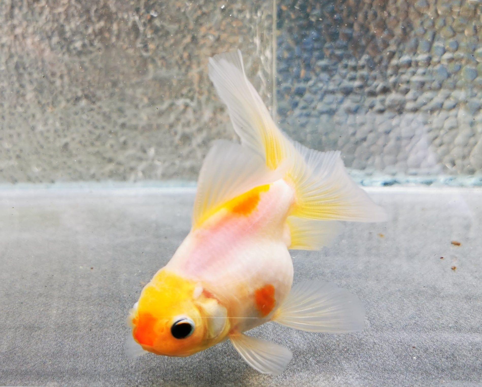 Paradise Tropicals LLC Sakura Sunset Orchidtail Oranda Goldfish WYSIWYG #6