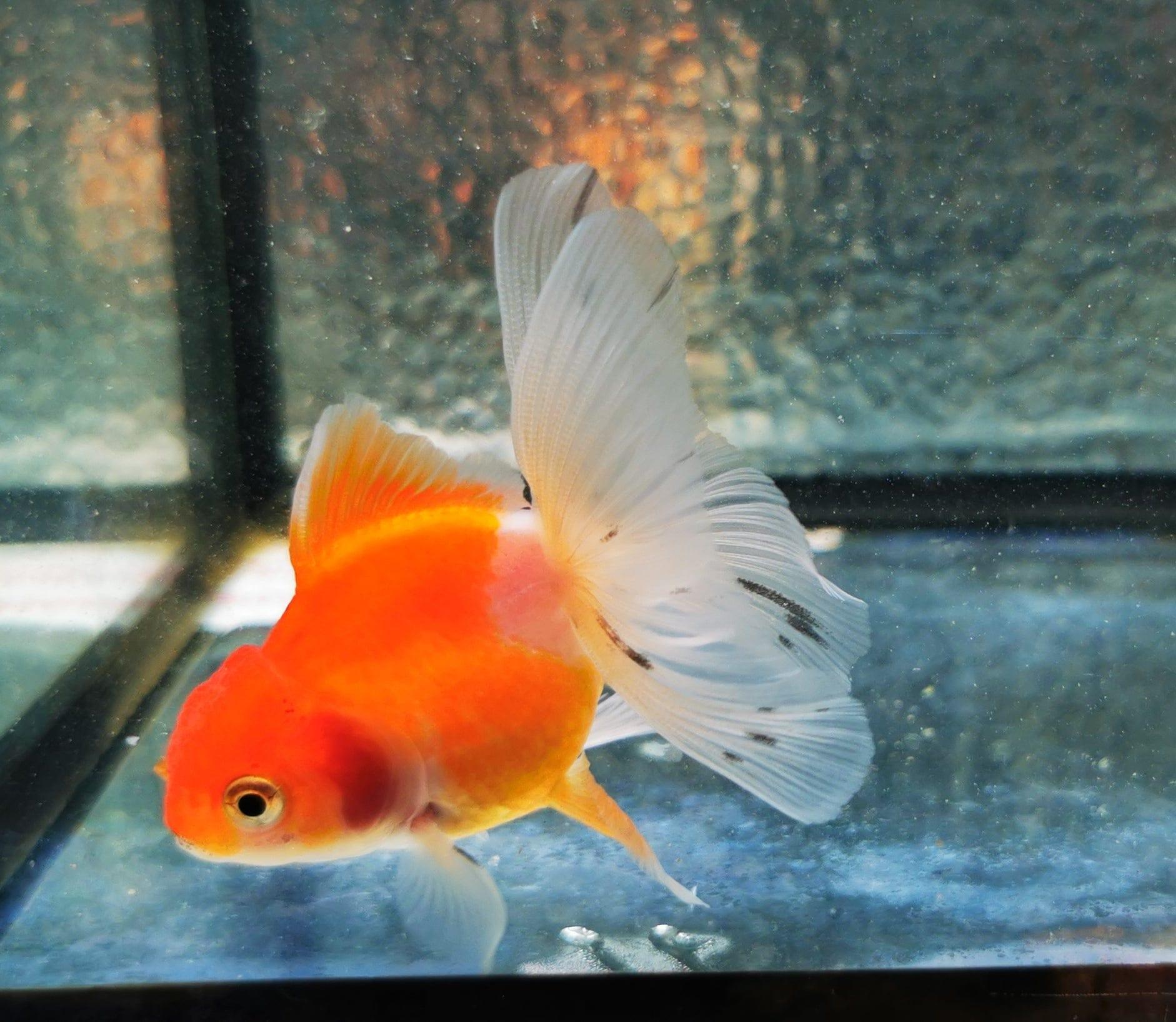 Paradise Tropicals LLC Sakura Sunset Orchidtail Oranda Goldfish WYSIWYG #7