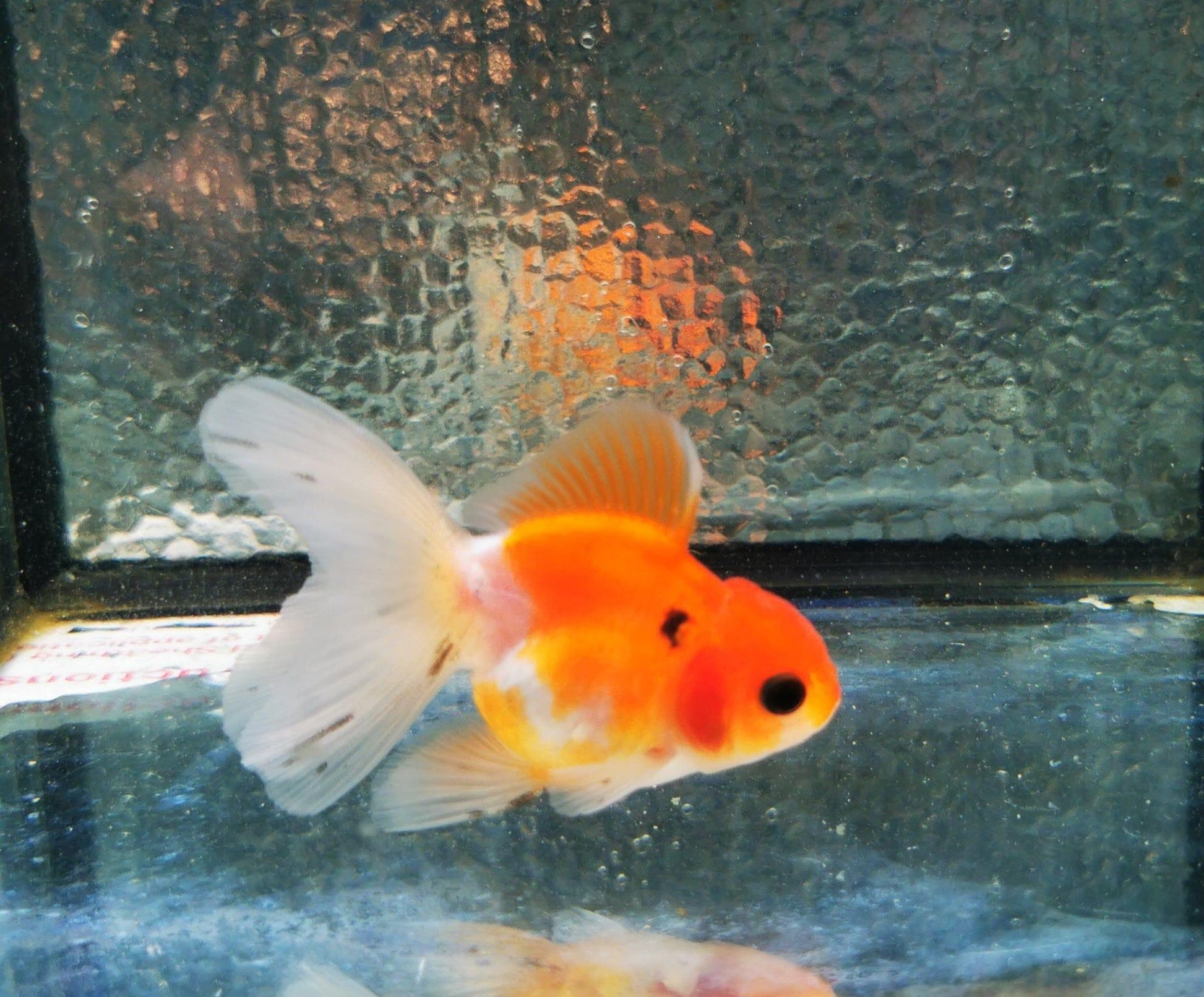 Paradise Tropicals LLC Sakura Sunset Orchidtail Oranda Goldfish WYSIWYG #7