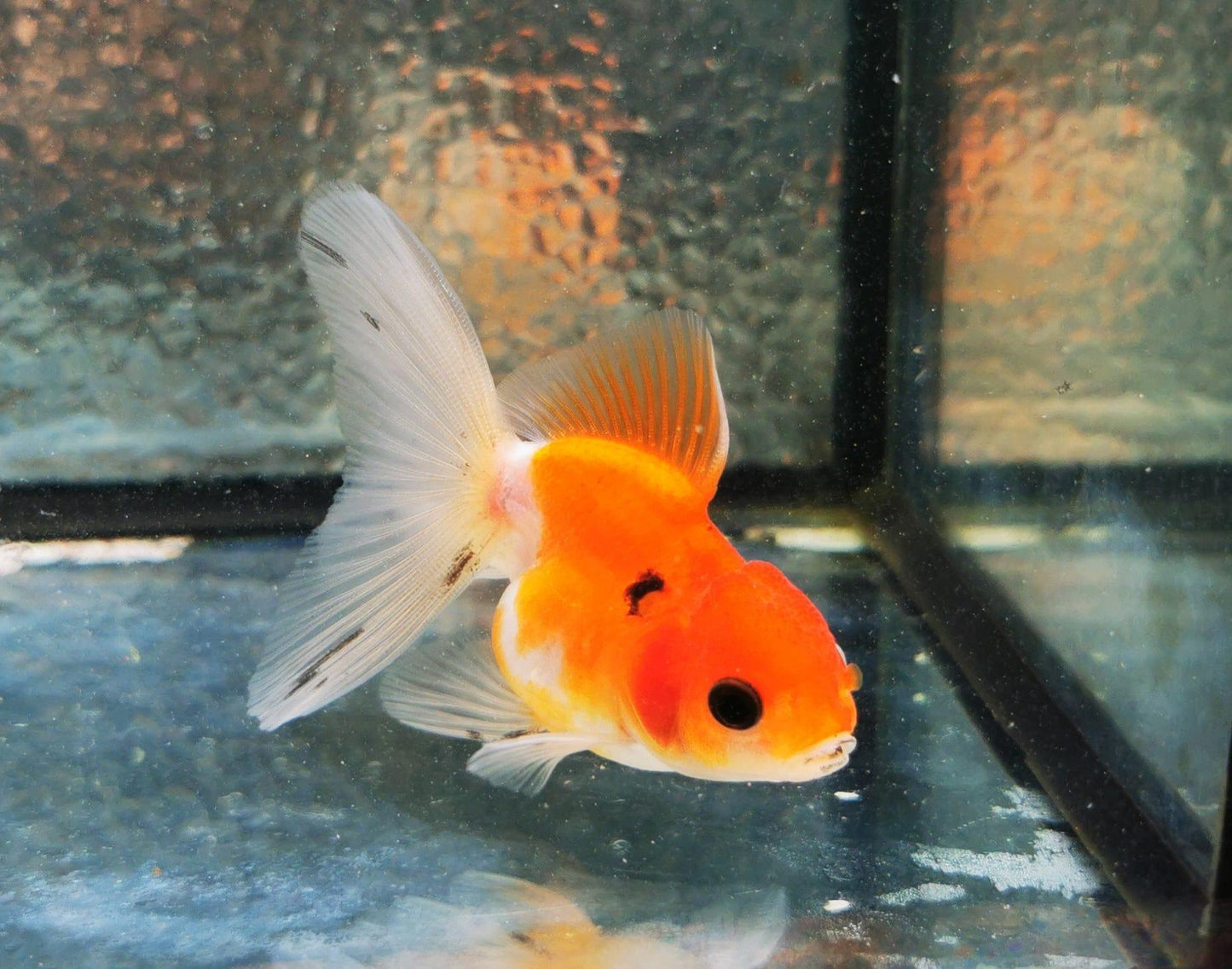 Paradise Tropicals LLC Sakura Sunset Orchidtail Oranda Goldfish WYSIWYG #7