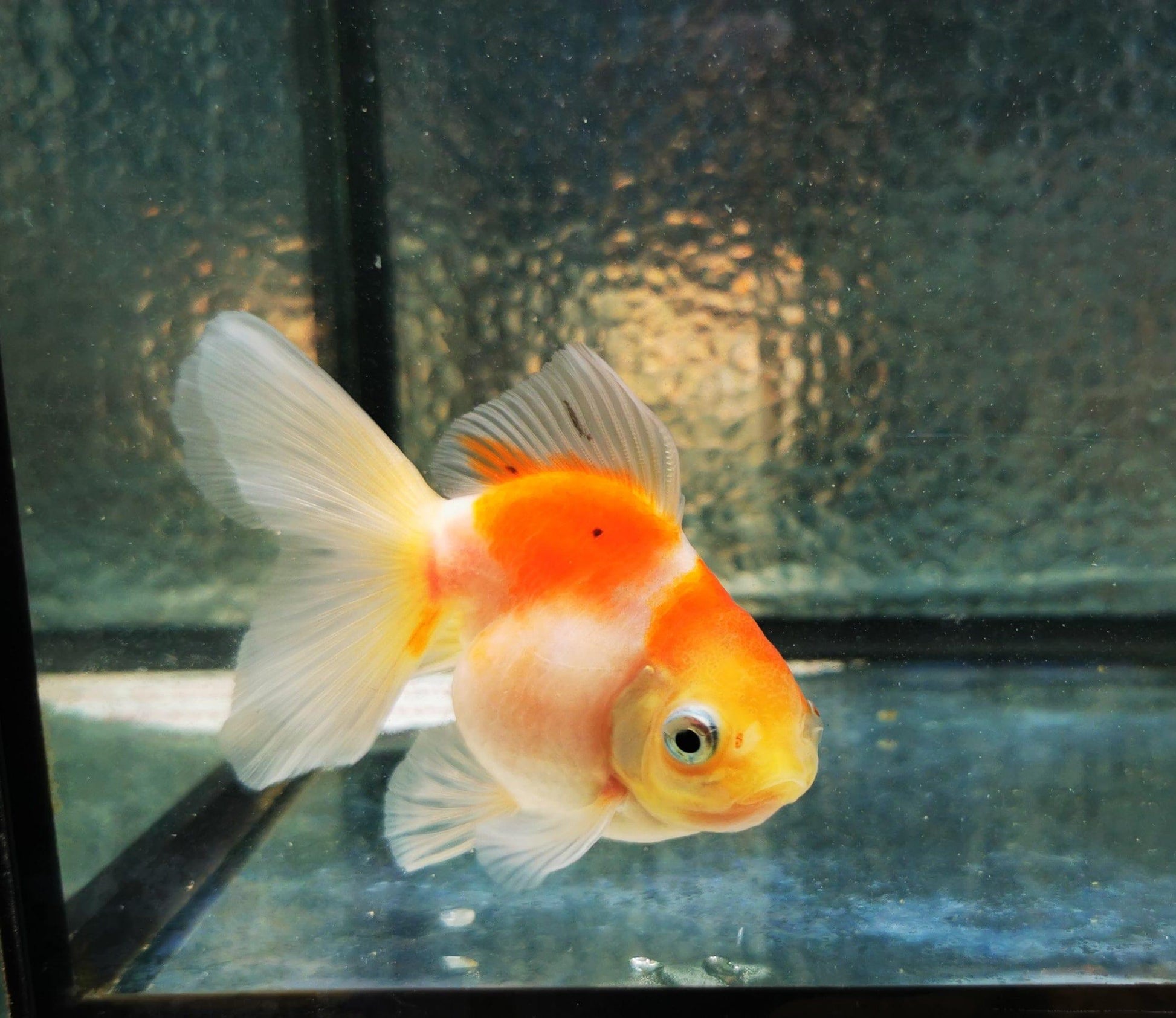 Paradise Tropicals LLC Sakura Sunset Orchidtail Oranda Goldfish WYSIWYG #8