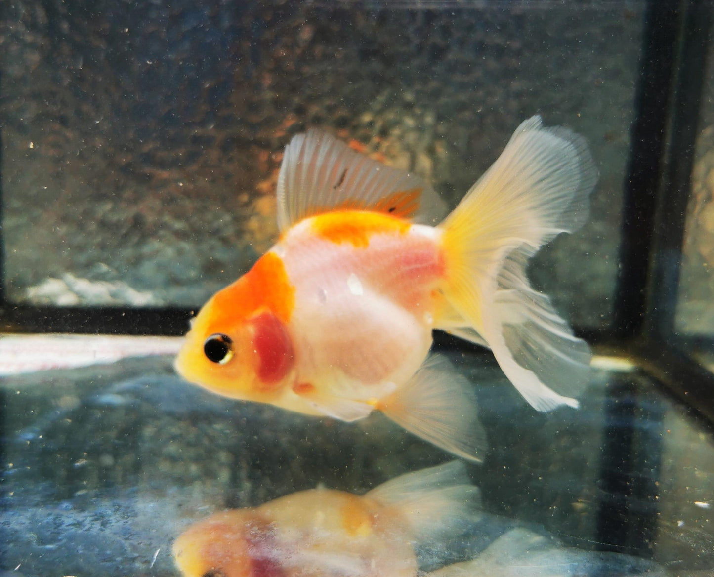 Paradise Tropicals LLC Sakura Sunset Orchidtail Oranda Goldfish WYSIWYG #8