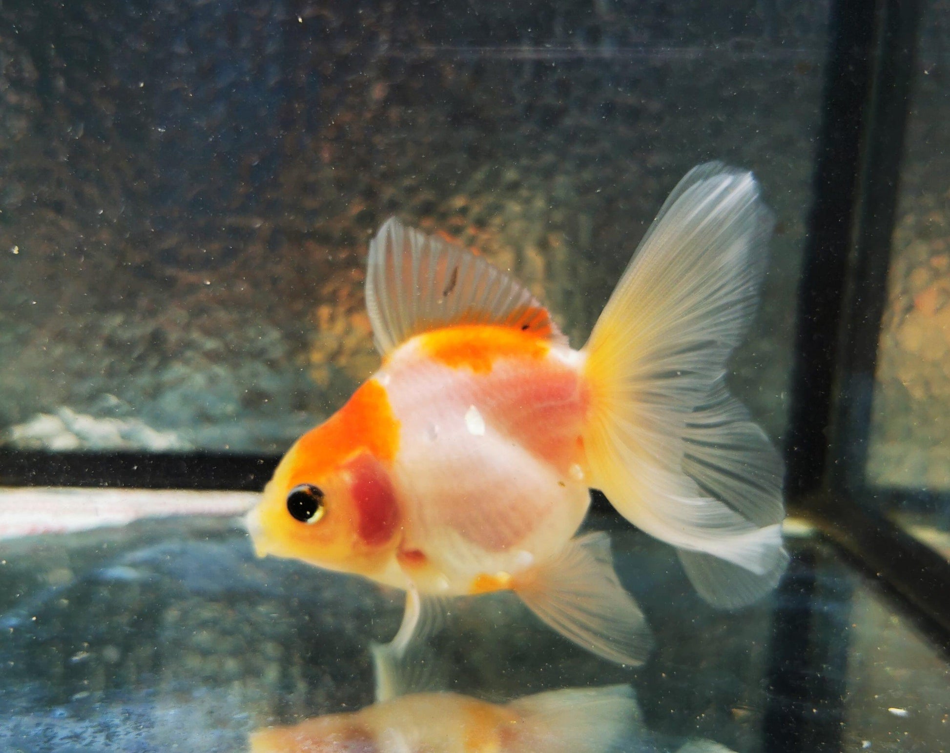 Paradise Tropicals LLC Sakura Sunset Orchidtail Oranda Goldfish WYSIWYG #8