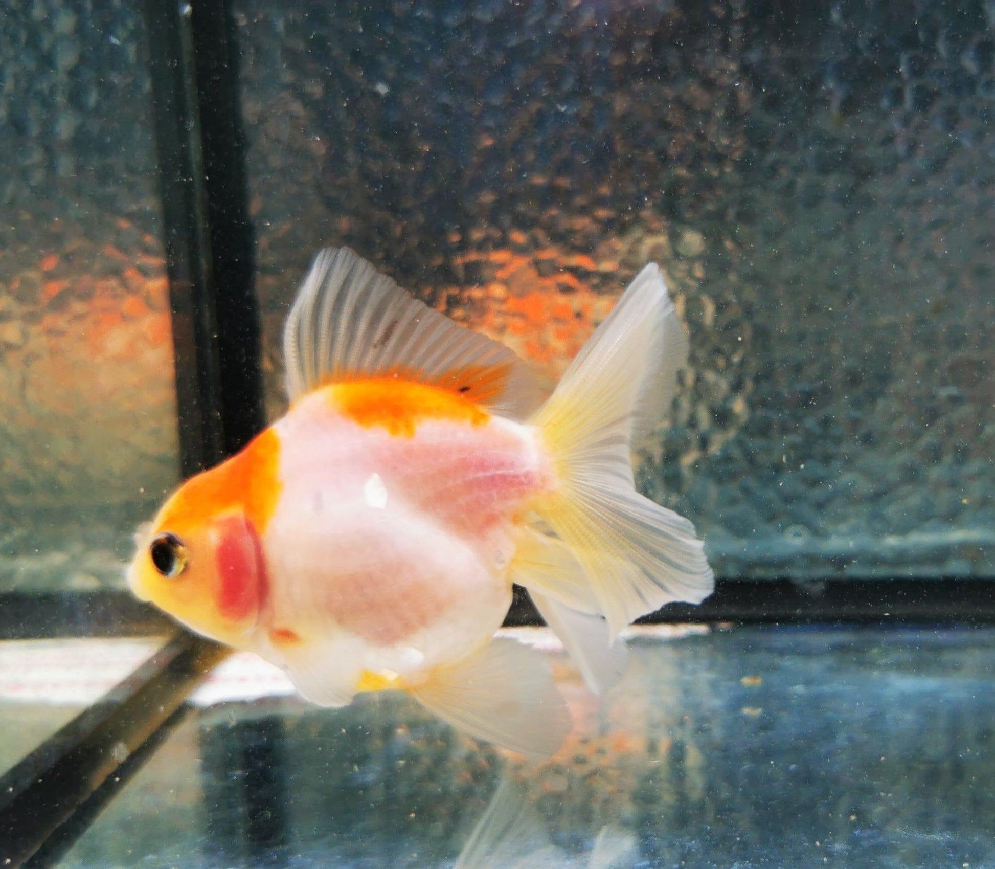 Paradise Tropicals LLC Sakura Sunset Orchidtail Oranda Goldfish WYSIWYG #8