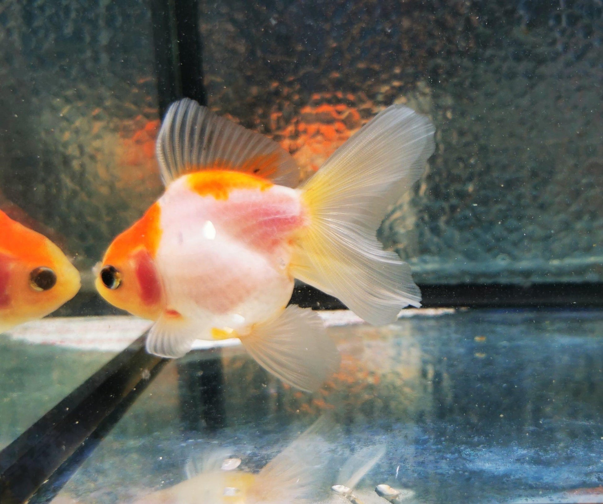 Paradise Tropicals LLC Sakura Sunset Orchidtail Oranda Goldfish WYSIWYG #8