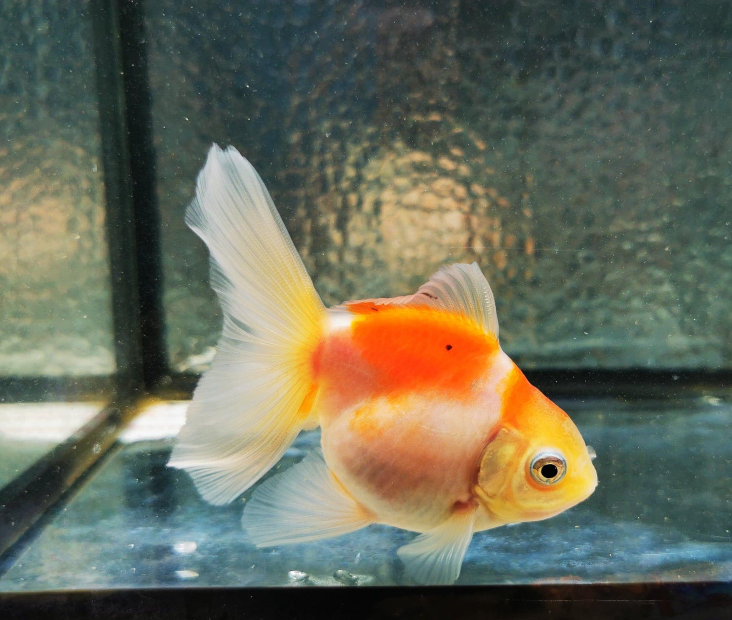 Paradise Tropicals LLC Sakura Sunset Orchidtail Oranda Goldfish WYSIWYG #8