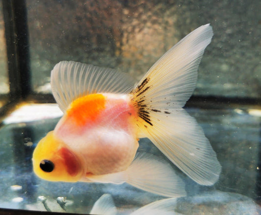 Paradise Tropicals LLC Sakura Sunset Orchidtail Oranda Goldfish WYSIWYG #9