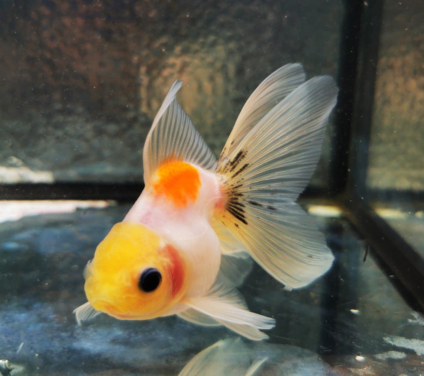 Paradise Tropicals LLC Sakura Sunset Orchidtail Oranda Goldfish WYSIWYG #9