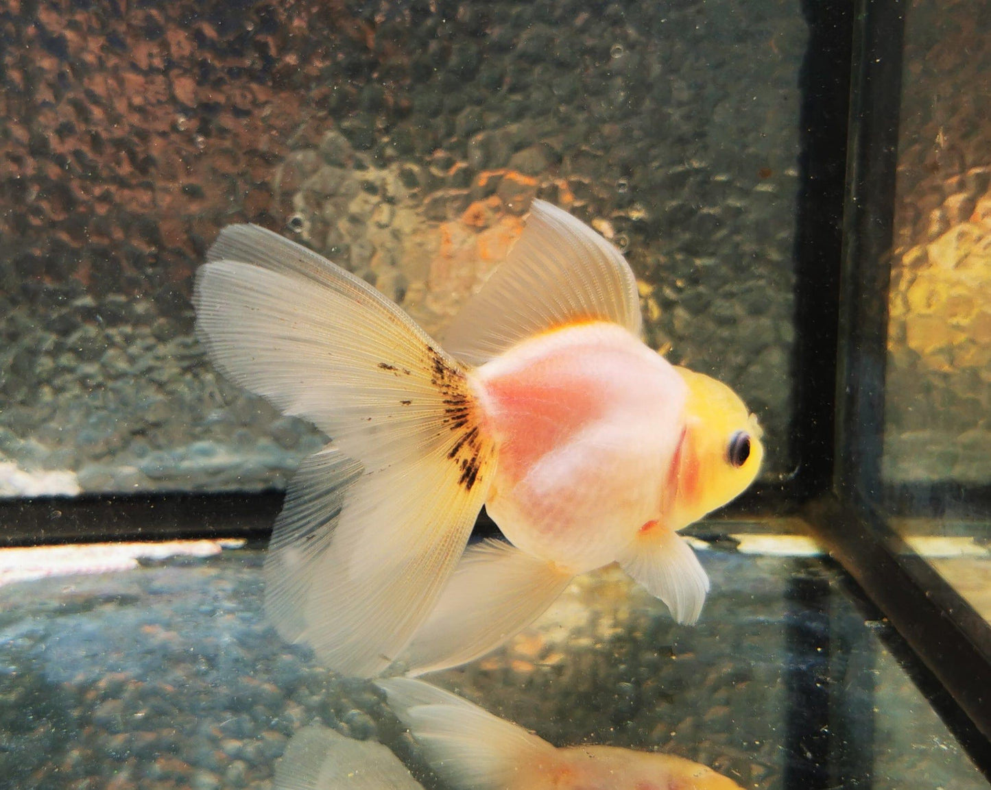 Paradise Tropicals LLC Sakura Sunset Orchidtail Oranda Goldfish WYSIWYG #9