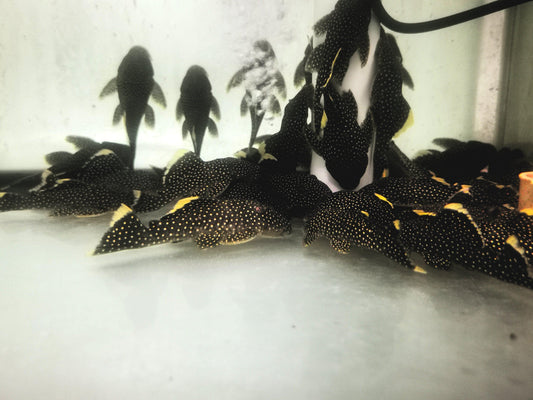 Paradise Tropicals LLC Plecostomus Stardust Gold Nugget Pleco L081