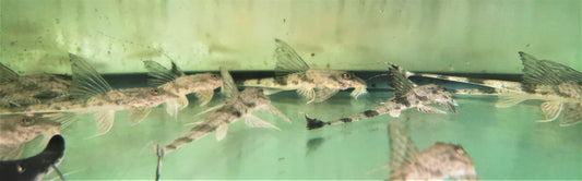 Paradise Tropicals LLC Live Animals Tiger Whiptail Catfish Rare!