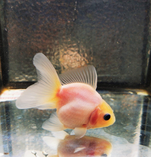 Paradise Tropicals LLC White Orchidtail Oranda Goldfish WYSIWYG #1