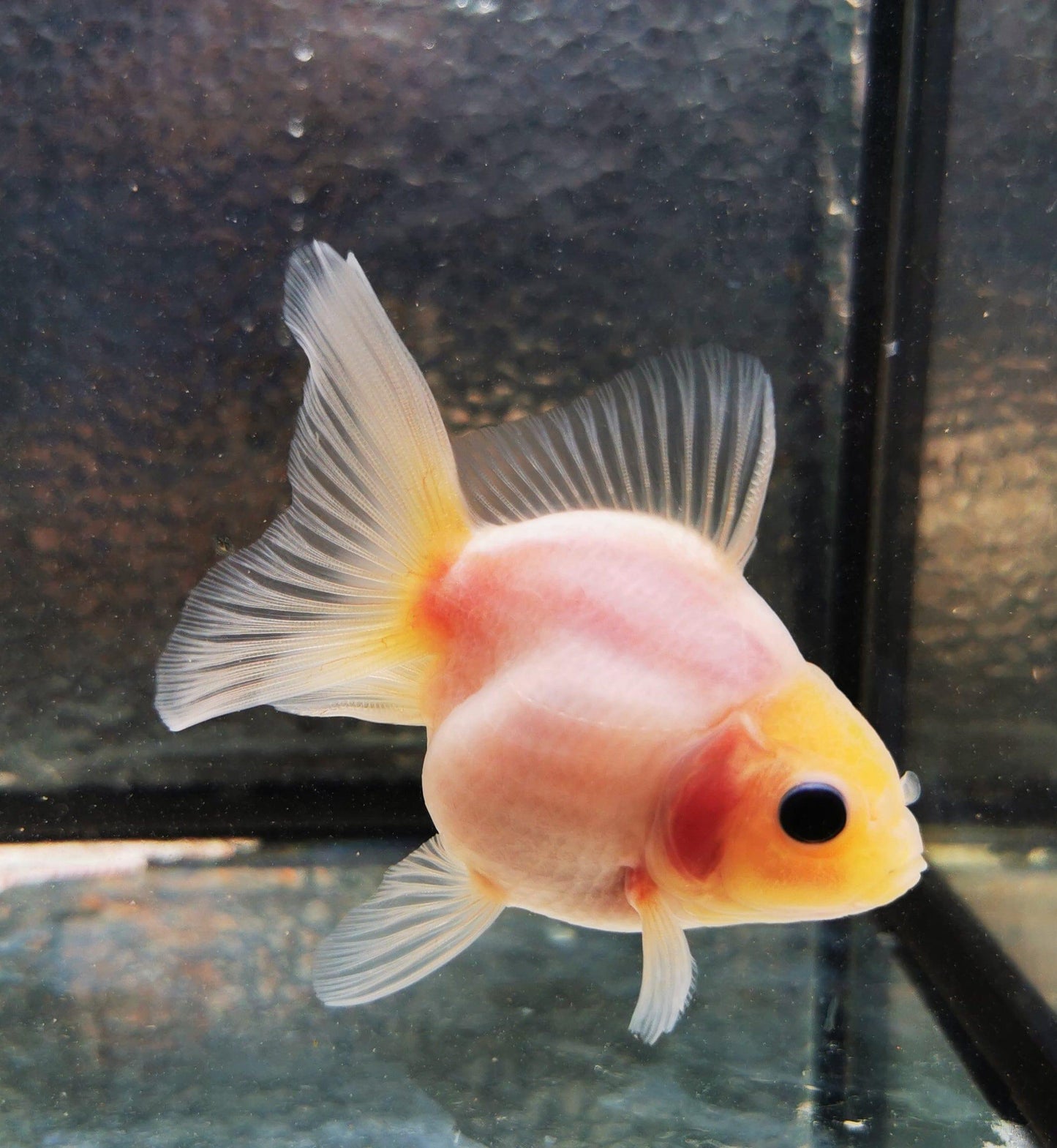 Paradise Tropicals LLC White Orchidtail Oranda Goldfish WYSIWYG #1