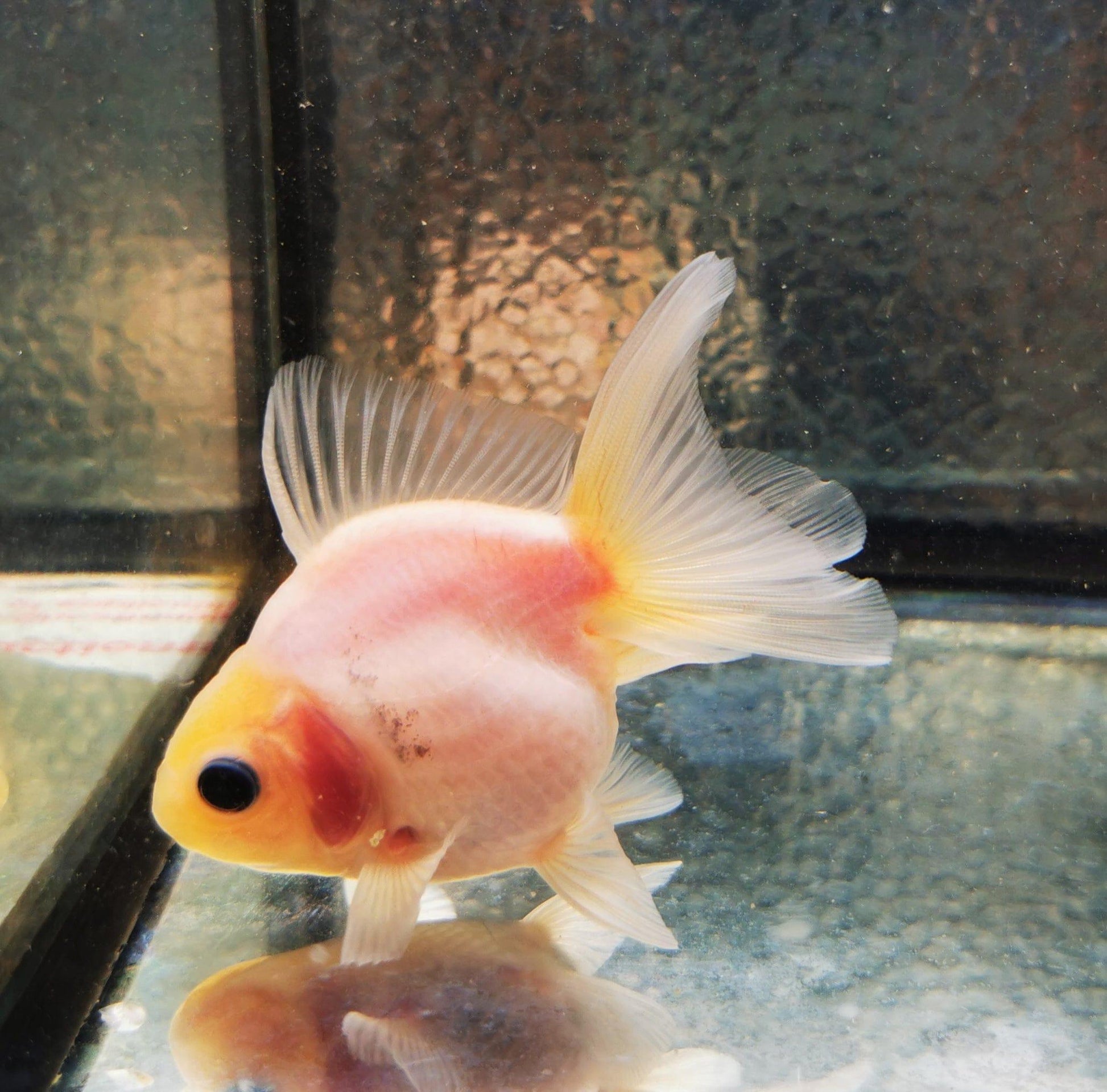 Paradise Tropicals LLC White Orchidtail Oranda Goldfish WYSIWYG #1