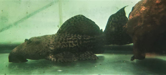 Paradise Tropicals LLC Plecostomus XL L185 Black Dragon Cactus/Spiny Monster Pleco