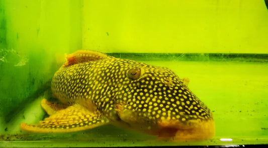 Paradise Tropicals LLC Plecostomus XXL L014  Goldie/ Sunshine pleco #4 WYSIWYG