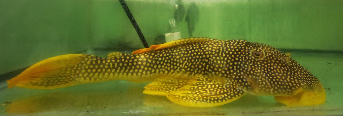 Paradise Tropicals LLC Plecostomus XXL L014  Goldie/ Sunshine pleco WYSIWYG