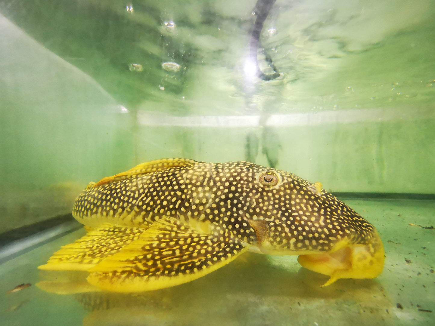 Paradise Tropicals LLC Plecostomus XXL L014  Goldie/ Sunshine pleco WYSIWYG