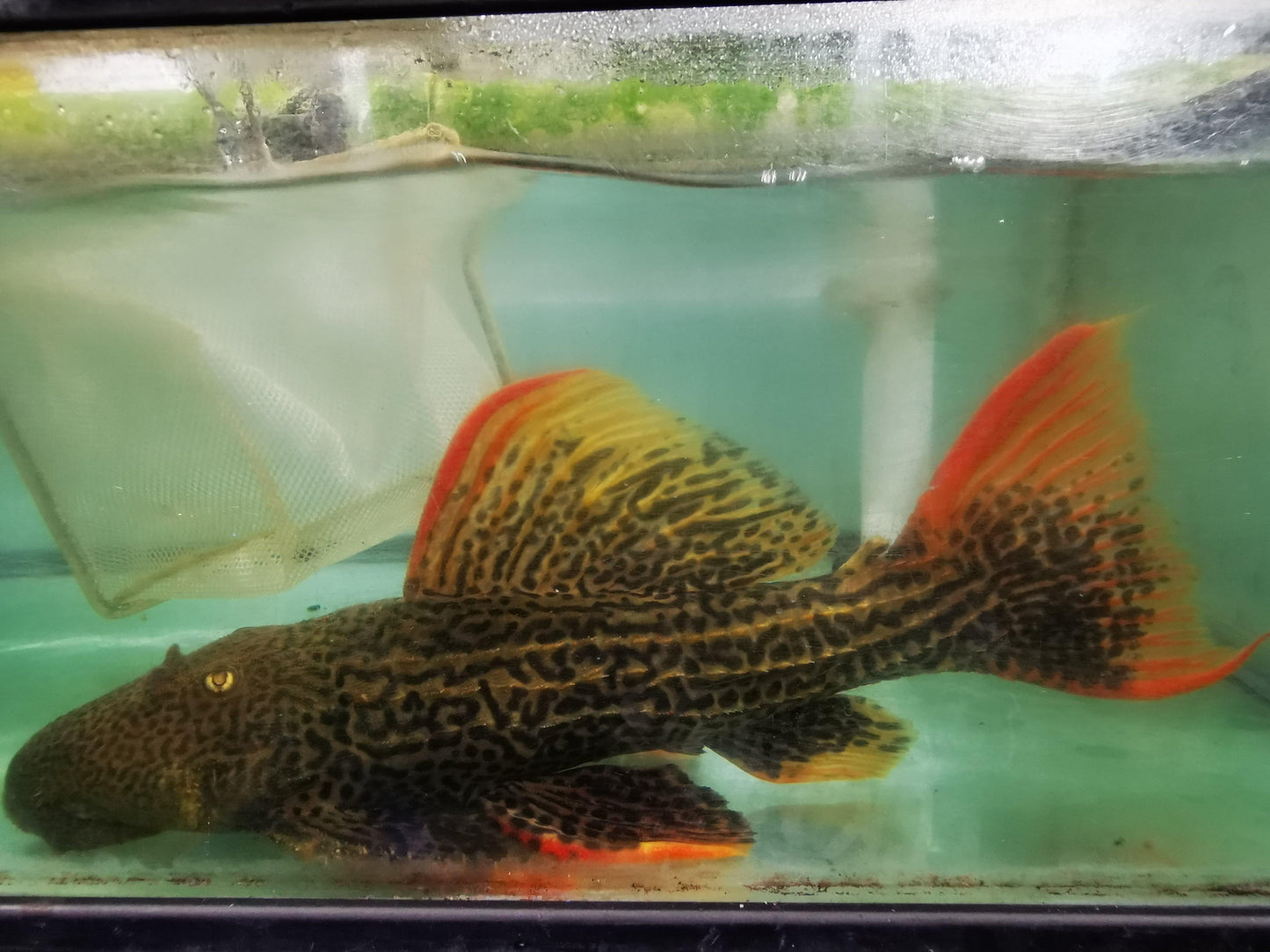 Paradise Tropicals LLC Plecostomus XXL L025 7 point Scarlet Cactus pleco